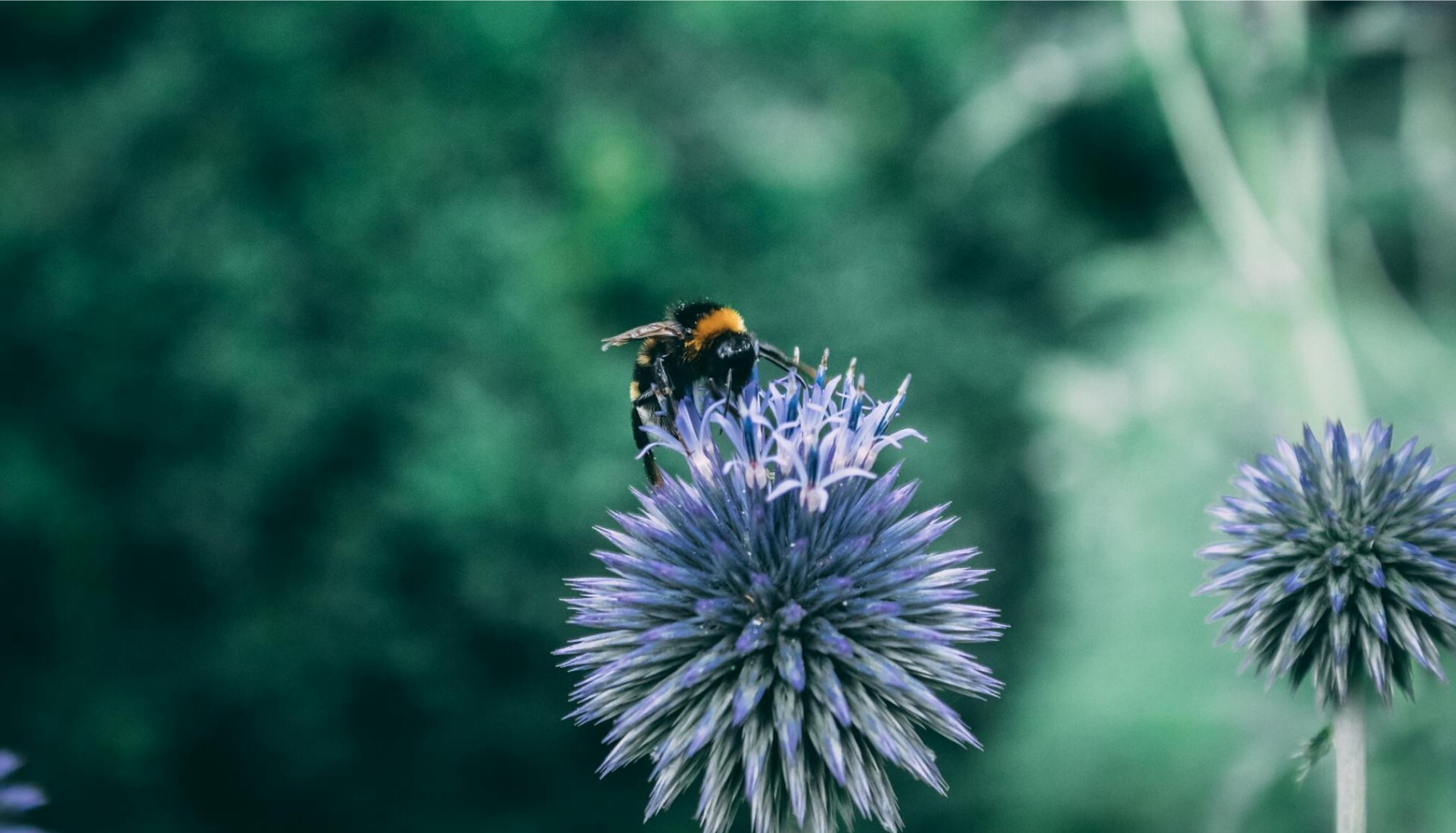 Pathway LinkedIn 500